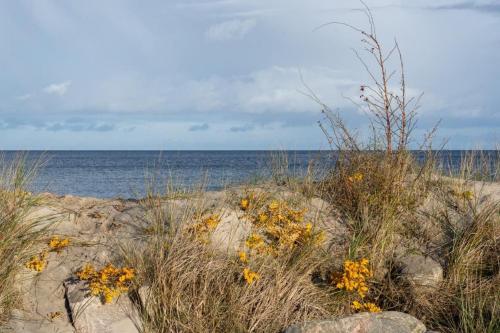 a beach with rocks and yellow flowers and the ocean at 194 Fewo Dat LütjeHuus mit Dachterrasse im ersten Stock in Lütjenburg