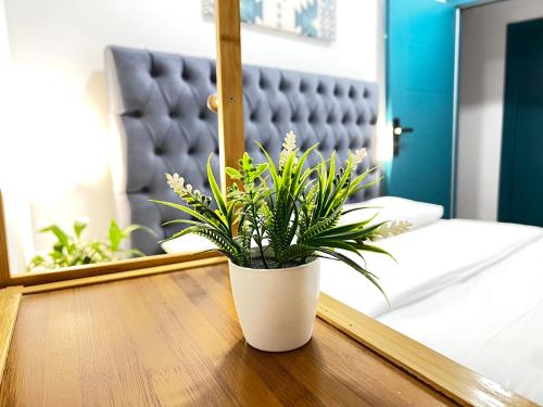 a potted plant sitting on a table in a bedroom at Tirana Square Hotel in Tirana