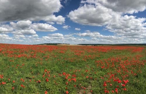 a field of red flowers in a field with a cloudy sky at Luxurious Townhouse 10 mins walk to Epernay centre in Épernay