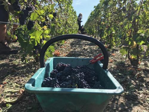 a blue bucket filled with grapes in a vineyard at Luxurious Townhouse 10 mins walk to Epernay centre in Épernay