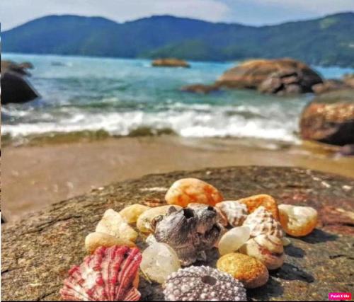 eine Gruppe von Muscheln auf einem Felsen am Strand in der Unterkunft Mar Suites Tenório in Ubatuba