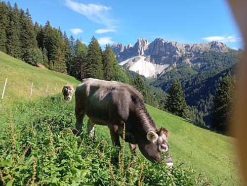 Gallery image of Zimmererhof in Bressanone