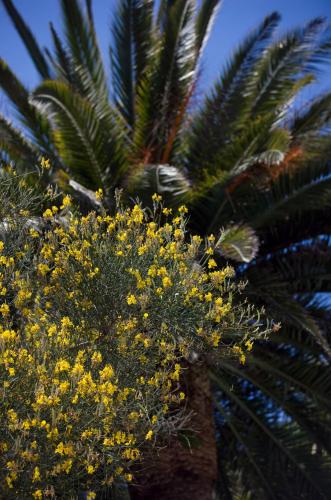 a palm tree with yellow flowers on it at Hotel Villa Sarah in Capri