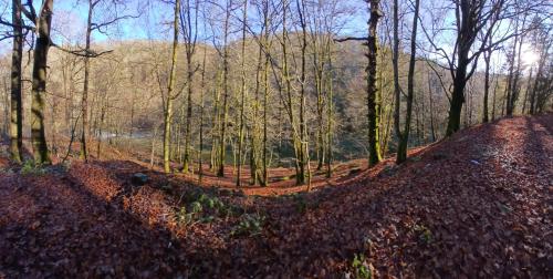 a forest with trees and leaves on a dirt road at Chez Rosé in Sainte-Cécile