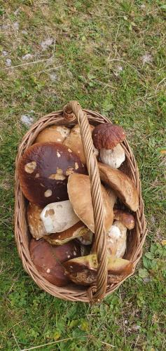 a basket full of mushrooms sitting on the grass at AlVa- relax a oddych v Slovenskom raji in Dedinky