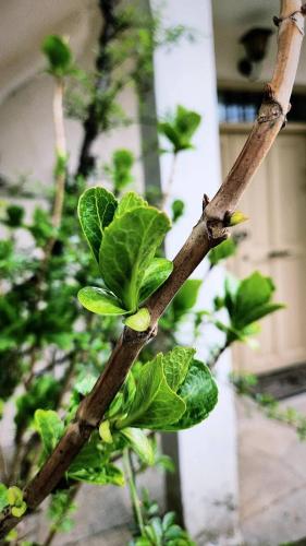 a plant with green leaves on a tree branch at La Casa di Rena in Áno Poróïa