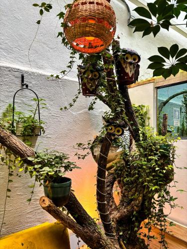 a plant that is growing on a tree at The Secret Garden in Quito