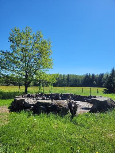 a tree sitting in the middle of a field at Helles Landhaus auf Waldlichtung in Dießen am Ammersee