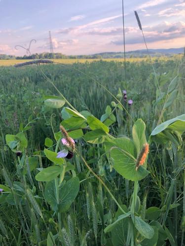 a field of green plants with butterflies on it at Ferme de Filot 3 in Hamoir