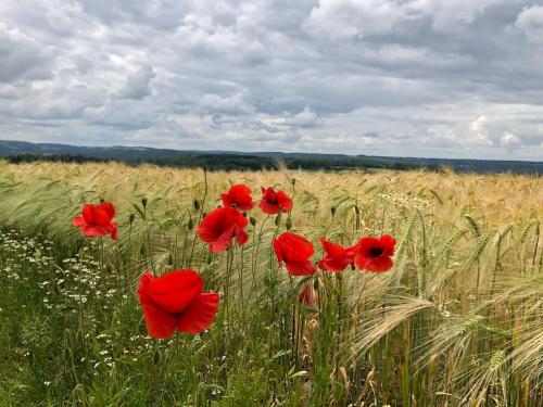 a group of red poppies in a field of wheat at Ferme de Filot 3 in Hamoir