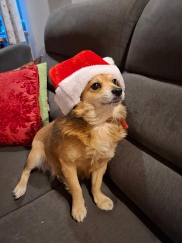 a dog wearing a santa hat sitting on a couch at Pod akacjami in Baligród