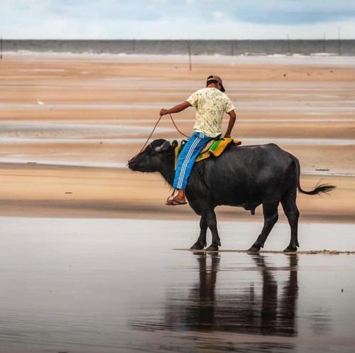 a man riding a bull on the beach at Casa Veraneio in Soure