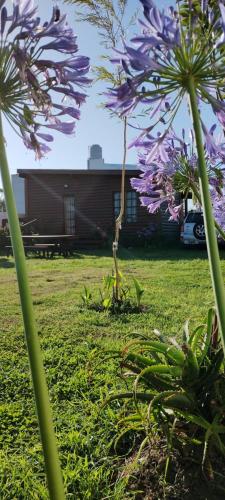 a group of purple flowers in front of a building at ELLA CON El MAR in Mar del Plata