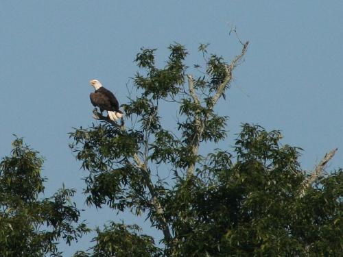a bald eagle sitting in the top of a tree at Beautiful Lake Lodge with Huge Private Dock in Spanaway