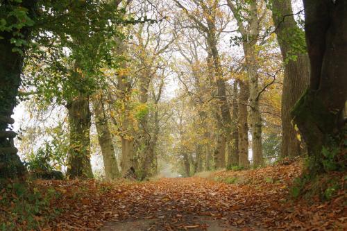 a path covered in leaves in a forest at Bradleigh Down Holidays Apartment with Private Pool and Hot Tub in Tiverton