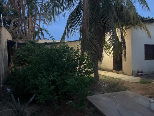 a palm tree in front of a house at Meu cantinho 3 in Santarém