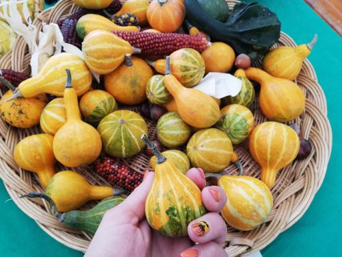 a basket full of different types of fruits and vegetables at Sailor Apartman Balatonlelle in Balatonlelle