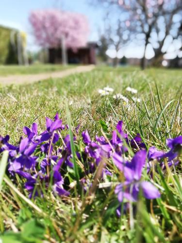 a bunch of purple flowers in the grass at Sailor Apartman Balatonlelle in Balatonlelle