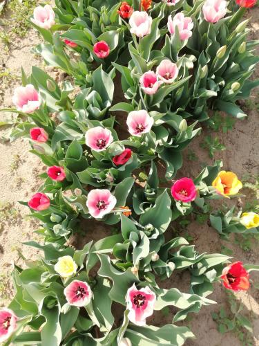 a bunch of flowers are growing in the dirt at Sailor Apartman Balatonlelle in Balatonlelle