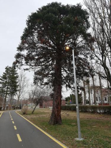 a tree on the side of a road with a street light at Sailor Apartman Balatonlelle in Balatonlelle