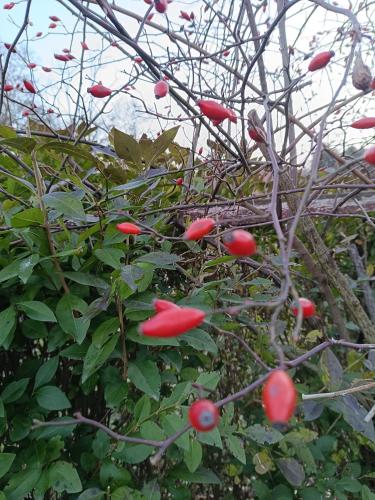a bunch of red fruit on a tree at Sailor Apartman Balatonlelle in Balatonlelle