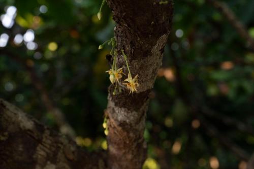 a spider is clinging to a tree branch at Hotel Cacaobetulia in Maceo