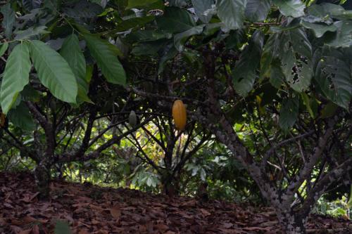 a yellow fruit is hanging from a tree at Hotel Cacaobetulia in Maceo