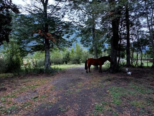a horse standing next to a tree in a field at Cabaña en el Arenal in Lago Ranco