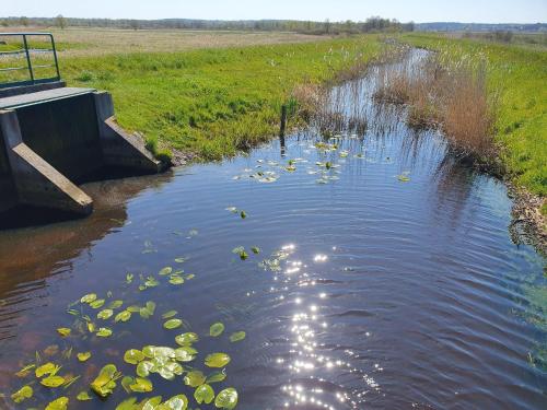 a river with lily pads in the water at House near S owi ski Park and Sandy Beach in Smołdzino