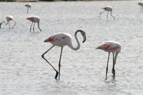 a group of flamingos standing in the water at Hotel Villa Pimpina in Carloforte