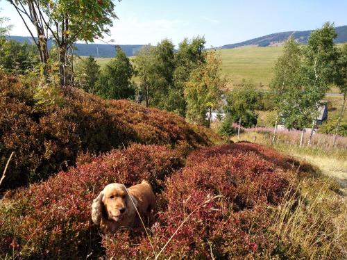 a dog laying in the grass in a field at Guest House Melusine in Loučná pod Klínovcem