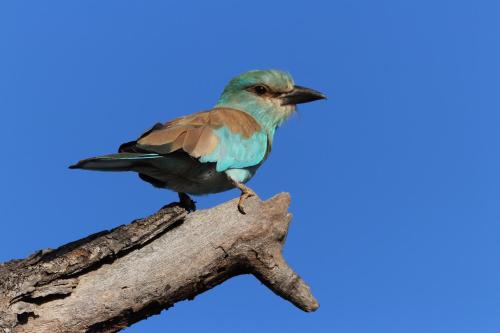 a bird perched on top of a tree branch at Masodini Game Lodge in Hoedspruit