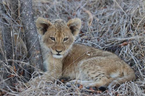 a baby lion cub sitting next to a tree at Masodini Game Lodge in Hoedspruit