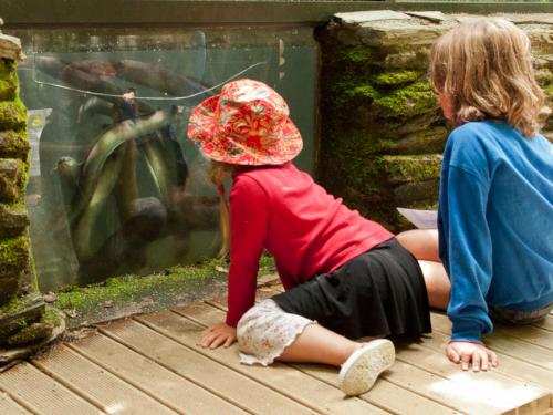 two children sitting on a deck looking at a fish tank at Lochmara Lodge - 20mins by boat from Picton in Lochmara Bay