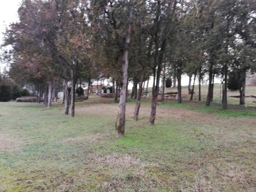 a group of trees in a field with grass at Sailor Apartman Balatonlelle in Balatonlelle