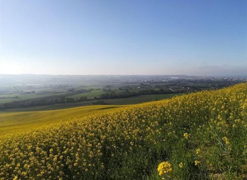 a field of yellow flowers on top of a hill at Italian Experience-Villa Clair in Fermo