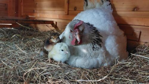 a couple of baby chickens sitting next to a big chicken at Gite dans maison médiévale Calme Fibre 2 ch in Jarnioux