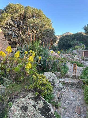 Κήπος έξω από το L'Olivastro Appartamenti a Porto Cervo