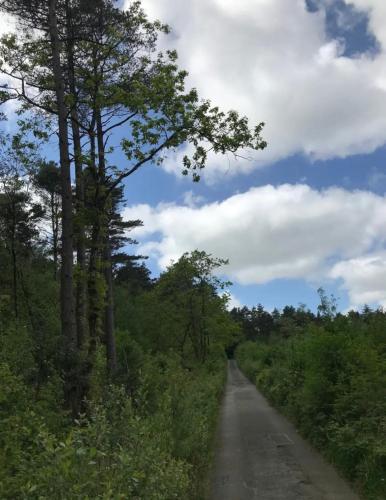 a dirt road with trees on either side at Flying Scotsman Unique Carriage Pet Friendly! Lazy Spa can be available upon request with additional cost of 40 in Bridgend