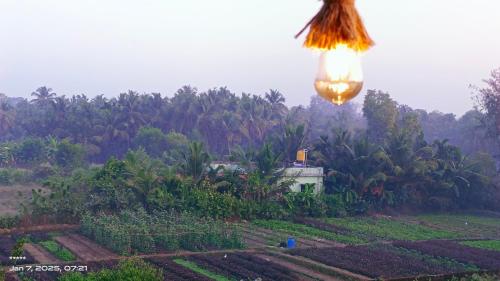 a street light hanging over a field of crops at Ocean pearl 01 in Kāsarkod