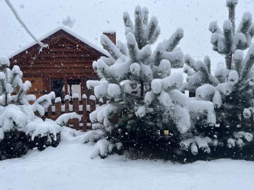 a snow covered pine tree in front of a house at Hirska Vatra in Slavske