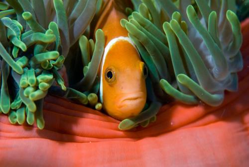 a clown fish swimming in an anemostriction gmaxwell at Blue Wave Hotel Maldives in Kudahuvadhoo