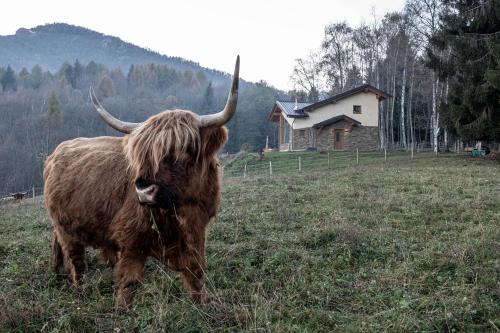 a bull with long horns standing in a field at Agricamping La Meyra in Rossana