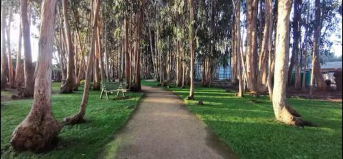 Vườn quanh Espectacular departamento en Algarrobo