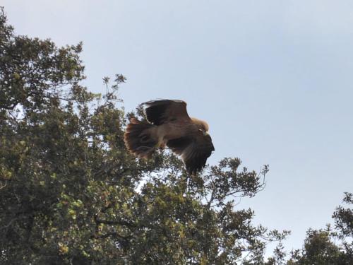 a bird flying through the top of a tree at Casa Vó Briata in Mértola