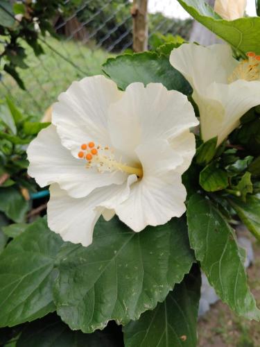 a white flower on a bush with green leaves at Ecohotel la Floresta in Ginebra