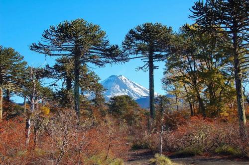 a snow covered mountain in the distance behind trees at Antu relajo y natura in Curacautín