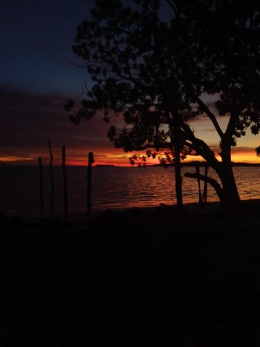 a tree on the beach with a sunset in the background at Coco Huts Guest House in Waisai