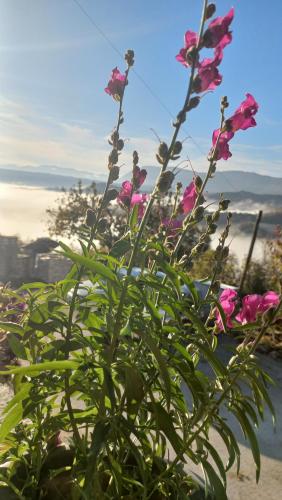 a bunch of pink flowers on a plant at Guesthouse Selini in Vitsa