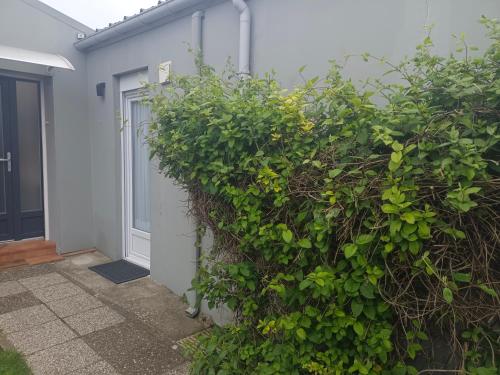 a large green bush in front of a door at Studio plein pied in Liévin